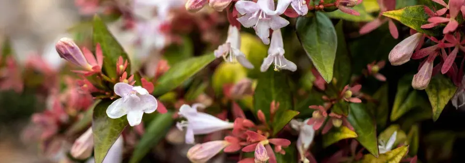 Abélie velkokvětá (Abelia × grandiflora) 