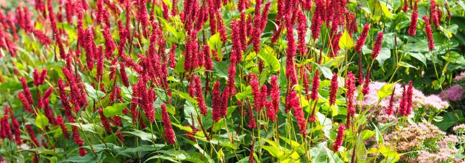 rdesno objímavé (Bistorta amplexicaulis)