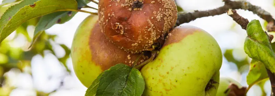 Hniloba jablek