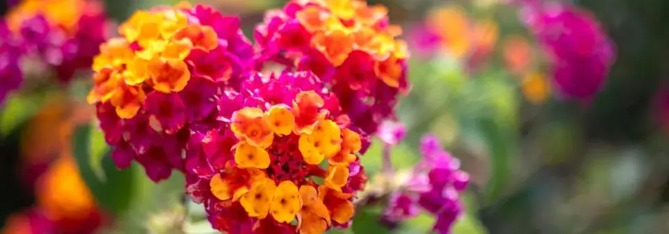 lantana neboli libora měňavá (Lantana camara)