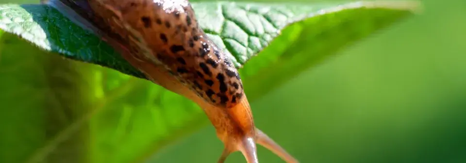 Hubení slimáků pomocí pastí a triky pro ochranu záhonů