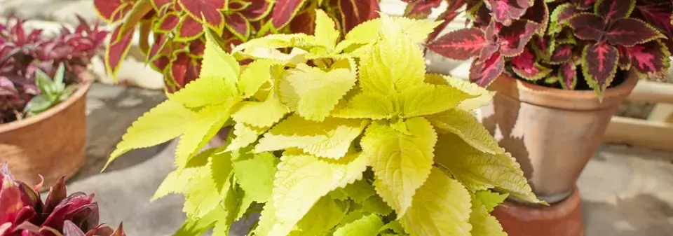 africká kopřiva (Coleus scutellarioides)