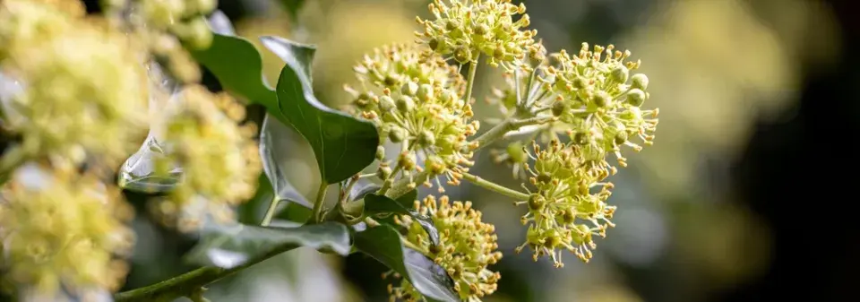Břečťan (Hedera helix) 