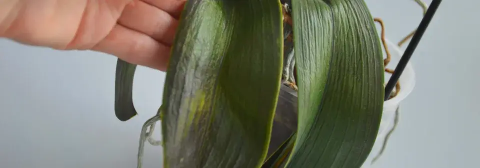 Orchidej 