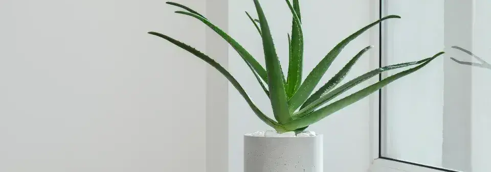 Péče o aloe vera