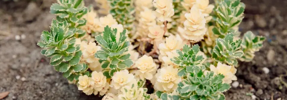 Rozchodník takesimenský (Sedum takesimense) 'Atlantis' 