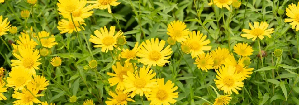 volské oko, volovec vrbolistý (Buphthalmum salicifolium)