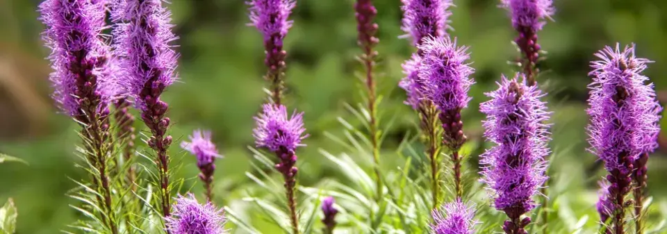 šuškarda klasnatá (Liatris spicata) 