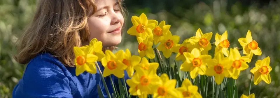 Blíží se výsadba tulipánů a narcisů