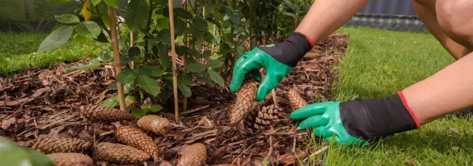 Šišky na zahradě jako přírodní mulč, ochrana půdy i dekorace