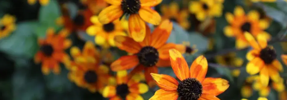 Třapatka trojlaločná (Rudbeckia triloba) 'Prairie Glow' 