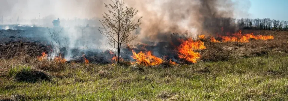 Výběr rostlin na zahradu, které se hodí do sušších míst. Nebo kdyby hořelo