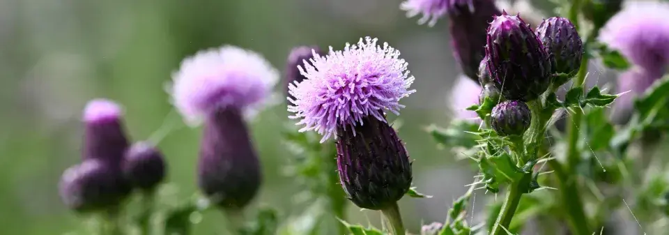 Pcháč rolní (Cirsium arvense) 