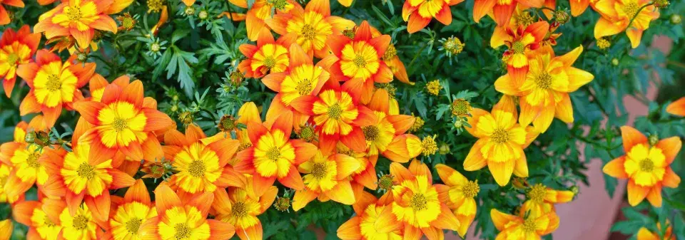 Bidens