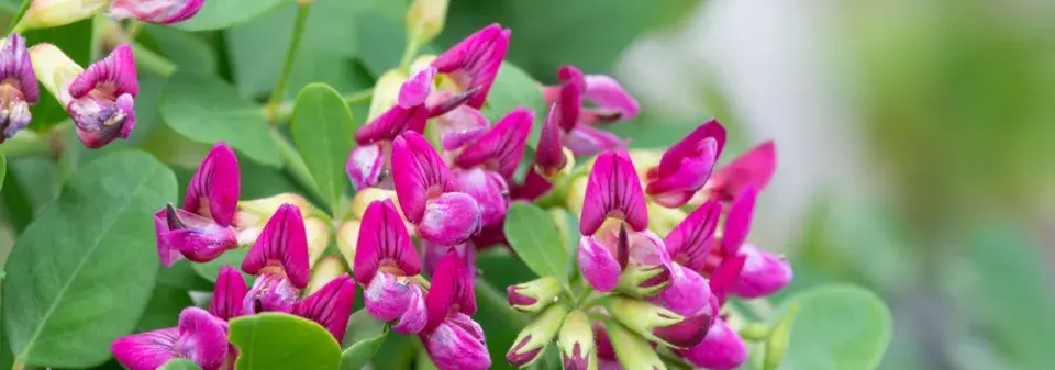 Lespedézie Thunbergova (Lespedeza thunbergii)
