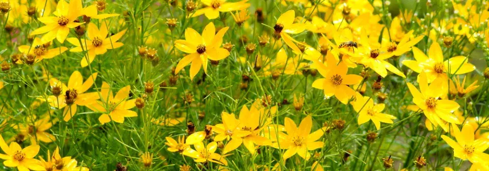 krásnoočko přeslenité (Coreopsis verticillata)