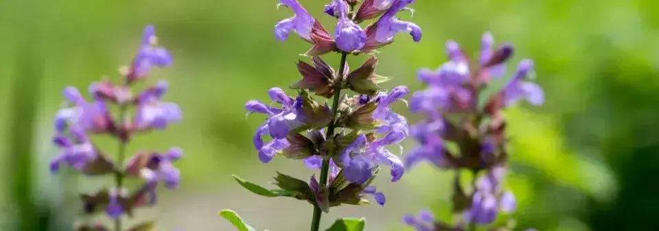 Aromatická rostlina