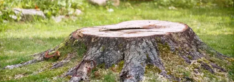 Jak odstranit pařez