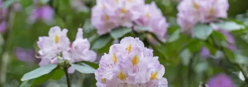 Výsadba rododendronů