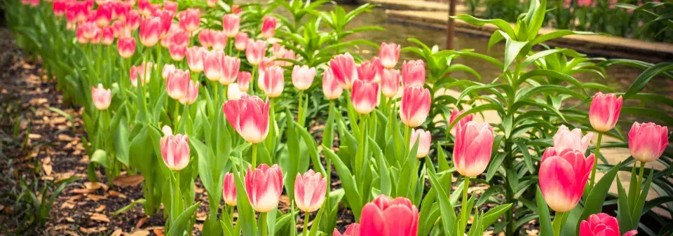 Sázení tulipánů 