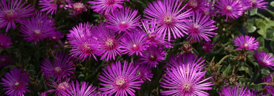 Delosperma 