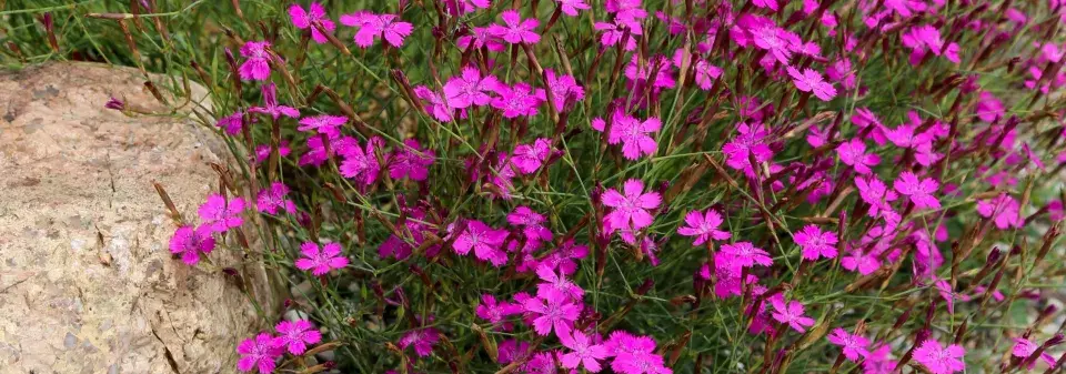 Hvozdík kropenatý (Dianthus deltoides) 