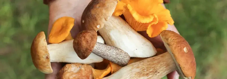 Poznáte české houby podle obrázku?