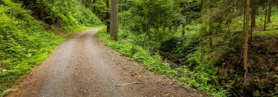 Co si z lesa můžete odnést na podzimní dekorace a co tam raději nechat