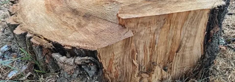 Topolové dřevo a jeho překvapivé vlastnosti při správném spalování