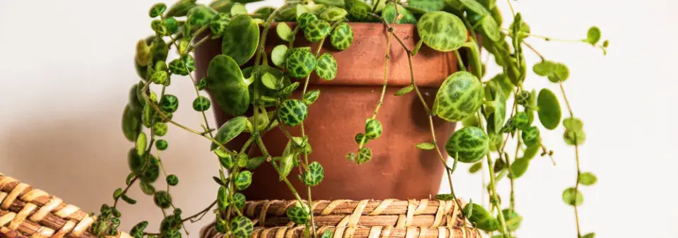 pepřinec plazivý (Peperomia prostrata) 