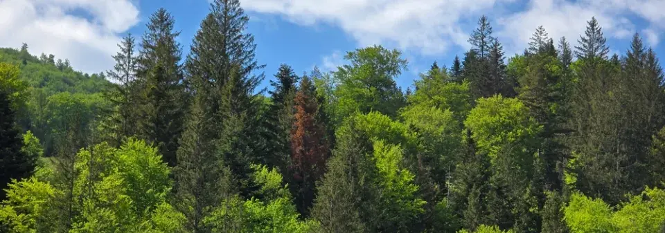 Obvyklé i méně známé stromy našich zahrad, lesů a hájů