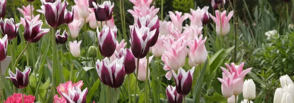 výsadba tulipánů
