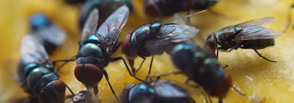 Likvidace octomilek 
