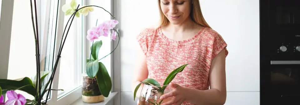 Pěstování orchideje ve vodě 