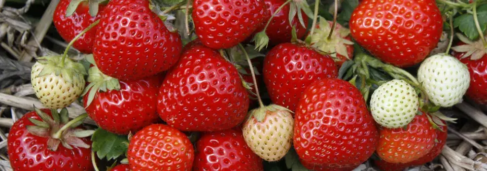Ani v říjnové zahradě nezapomeňte na péči o jahodníky na podzim