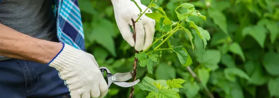 Stříhání malin na podzim podle druhu maliníku
