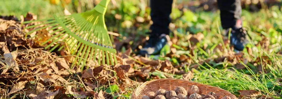 Sklizeň vlašských ořechů 