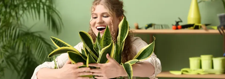 Podzim je správný čas na stěhování pokojových rostlin