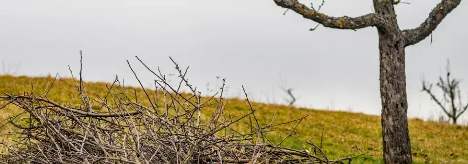 Jak zlikvidovat větve po řezu keřů a stromů na zahradě