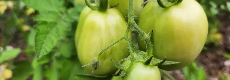 Jak uskladnit zelená rajčata před mrazy
