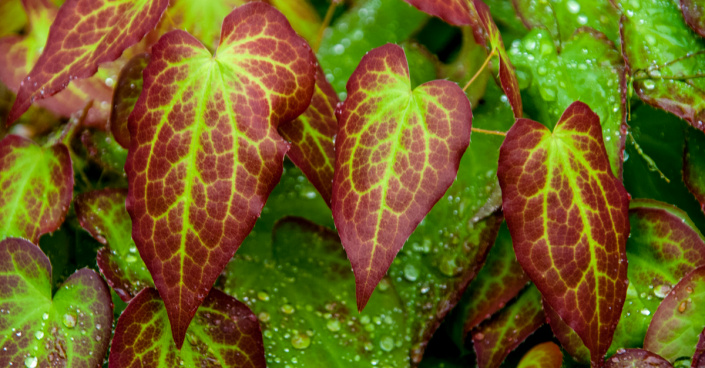 Barevně vzorované listy škornice (Epimedium)