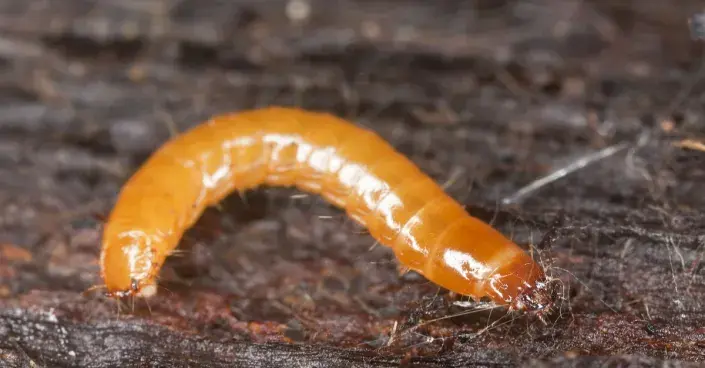 Drátovec - larva kovaříka