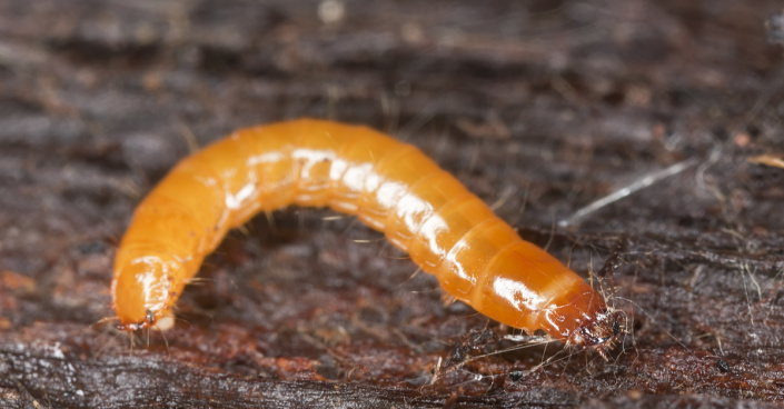 Drátovec - larva kovaříka