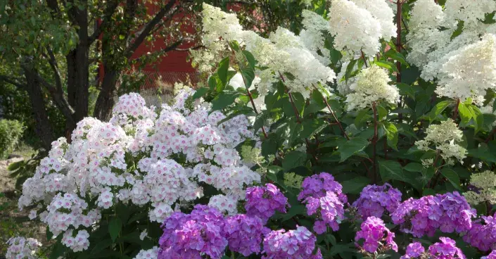 Rozkvetlé plamenky a hortenzie Rozkvetlé plamenky a hortenzie