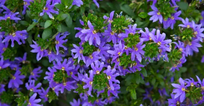 Vějířovka nezlomná