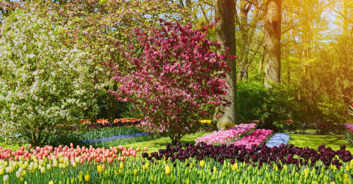 Rozkvetlé tulipány v nizozemském Keukenhofu