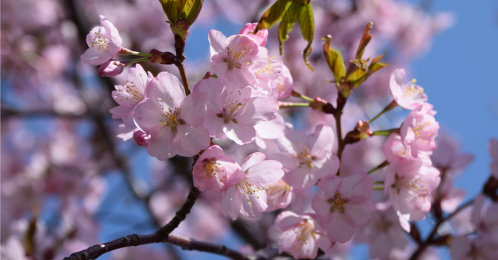 Višeň chloupkatá (Prunus subhirtella)