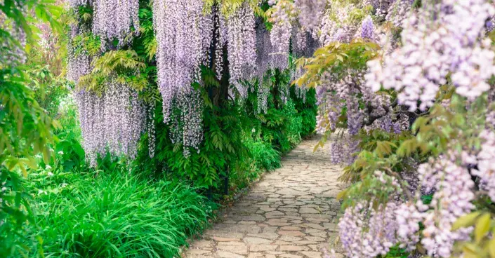 Květy vistárie brání výhledu Květy vistárie brání výhledu