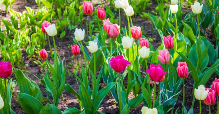 Rozkvetlé tulipány