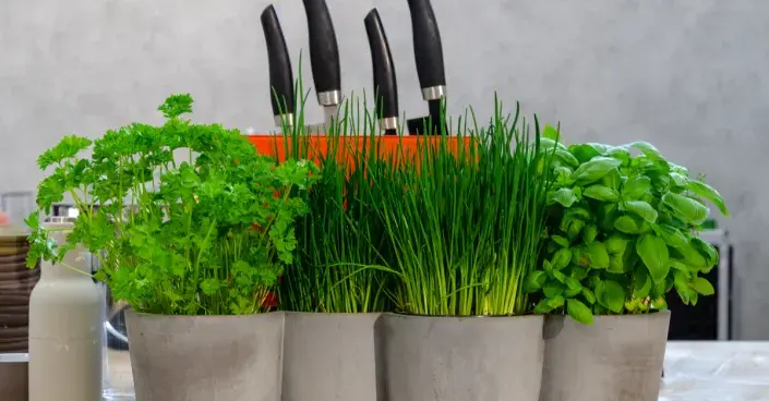 Čerstvé bylinky v kuchyni Čerstvé bylinky v kuchyni